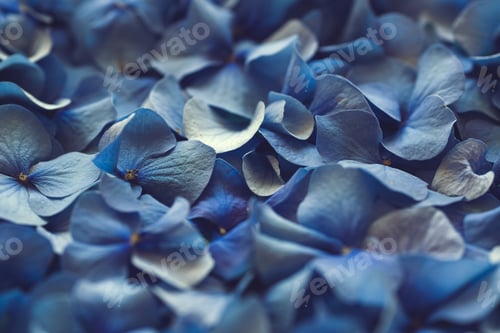 Preview: Closeup high angle shot of beautiful small flowers with blue petals