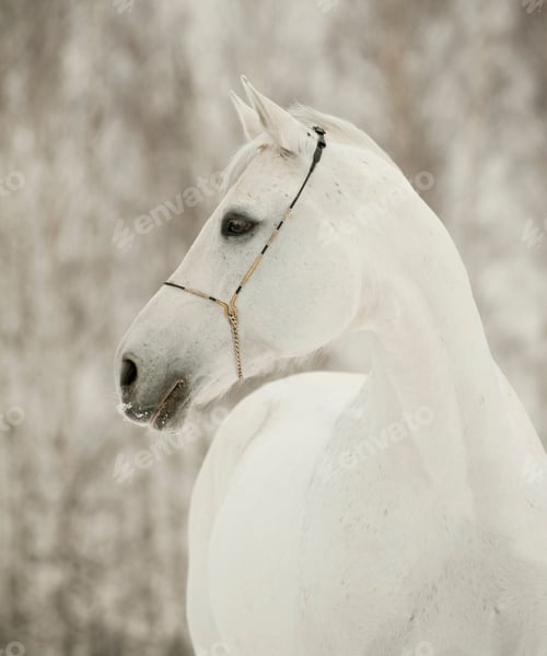 Preview: horse, mare, wilderness, stallion