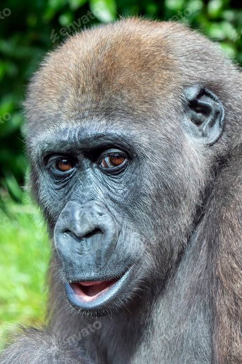 Preview: A young Western Lowland Gorilla