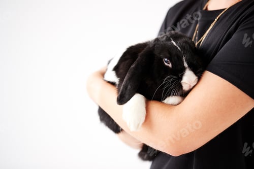 Preview: Close Up Of Owner Holding Miniature Black And White Flop Eared Rabbit On White Background