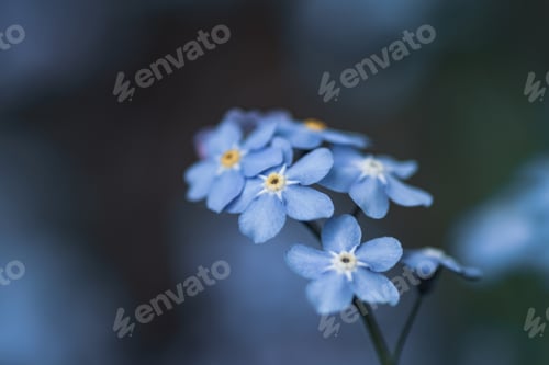 Preview: Closeup shot of the beautiful Alpine forget-me-not blue flowers
