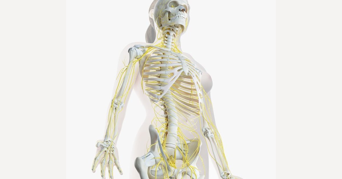Female Anatomy: Skeleton, Nerves & Skin 3D, Incl. anatomy & stomach ...