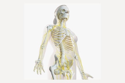 Preview: Female Anatomy: Skeleton, Nerves & Skin