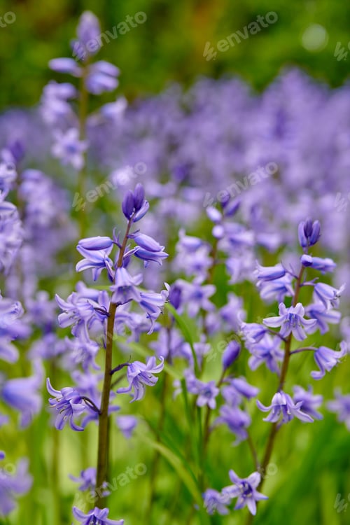 Preview: Bluebells in my garden