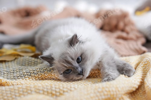 Preview: Cute cat with knitted blanket on floor at home. Warm and cozy winter