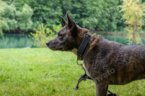 Preview: Pet portrait of a fierce looking dog wearing a leather collar, tied to a leash