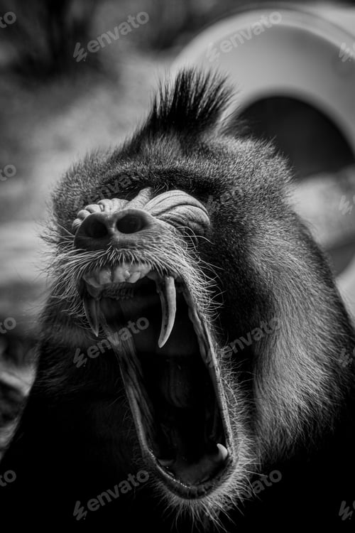 Preview: Vertical shot of a close up of a baboon monkey with its mouth open