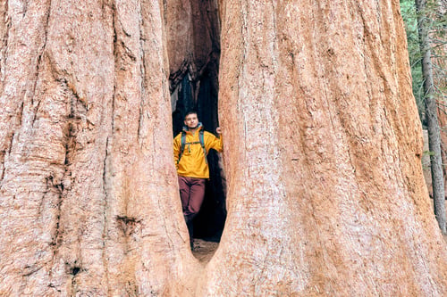Preview: Tourist with backpack hiking in Sequoia National Park