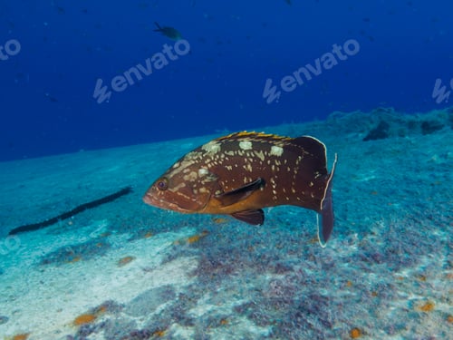 Preview: Dusky Mediterranean grouper