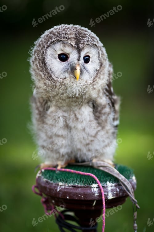Preview: Close up of a baby Tawny Owl (Strix aluco)