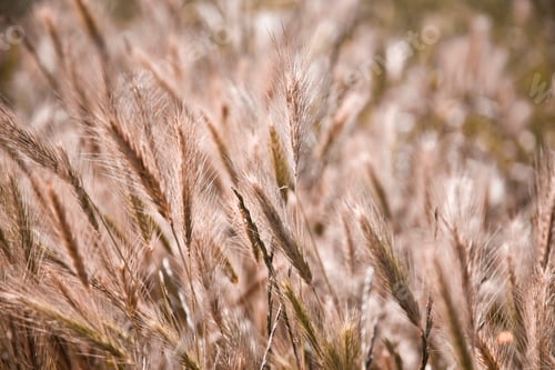 Preview: Golden ripe ears of wheat in field, soft focus.