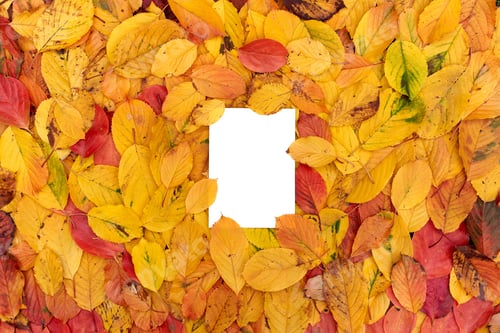 Preview: Rectangular white empty frame, covered with leaves along the edges, lies on the autumn foliage