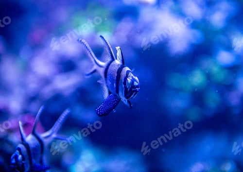 Vista previa: Blue And Black Striped Tropical Fish