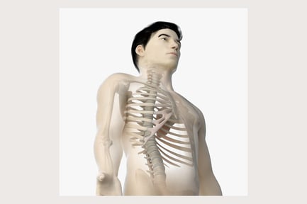 Preview: Rigged Asian Male Torso: Skin & Skeleton Anatomy