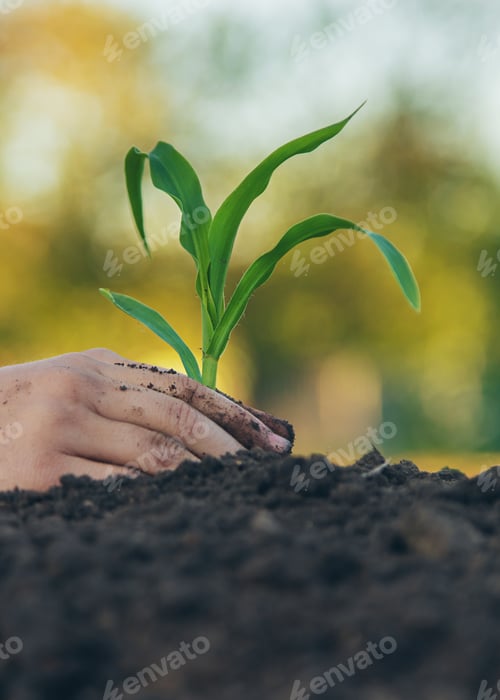 Preview: The child is planting a plant in the garden. Selective focus.