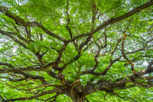Preview: tropical plants in deep forest, nature sunlight