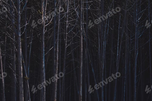 Preview: Dark and scary woods, bare forest trees
