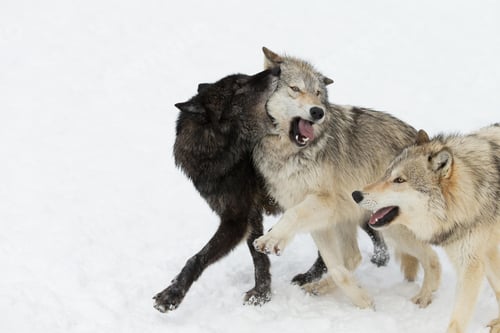 Preview: wolf, pack, togetherness, group, wilderness