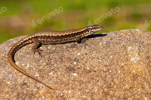 Preview: European green lizard female basking on stone in summer sun