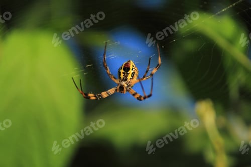 Preview: nature