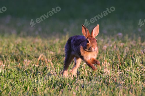 Preview: Close-up of a rabbit hopping on green grass with a blurred background