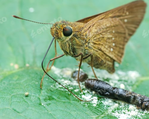 Preview: skipper butterfly
