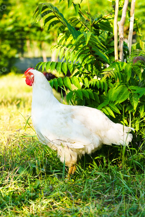 Preview: White chicken foraging in green grass near shrubs on a sunny day in a rural setting