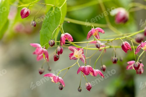 Preview: Epimedium Fukujuji close up flowered pink blossoms in the garden in spring
