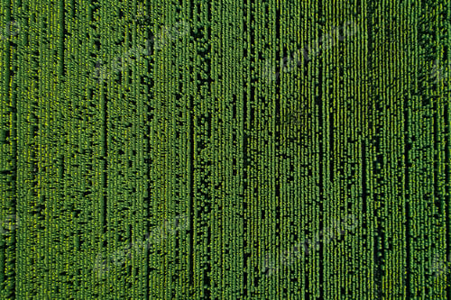 Preview: Scenic agricultural fields. Aerial view.