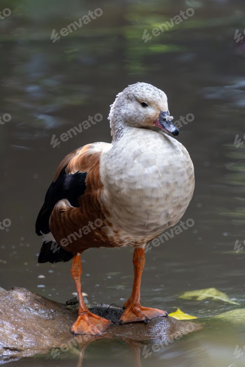 Preview: Close-up of an Orinoco Goose standing on a rock in a pond with a blurred background