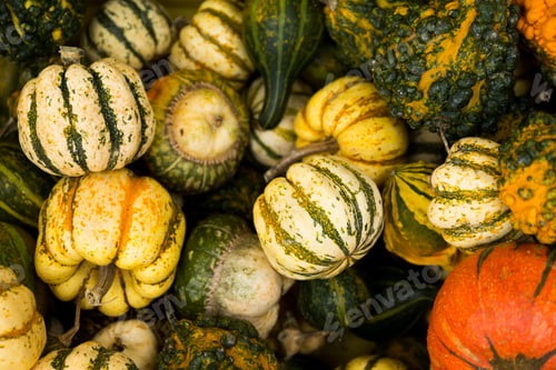 Preview: Diverse assortment of pumpkin