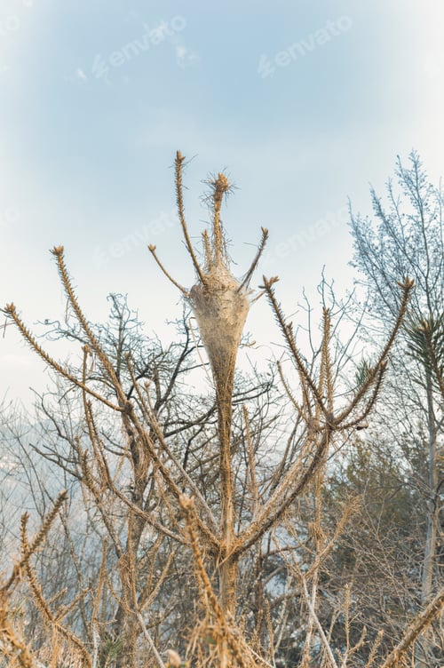 Preview: A pine processionary moth