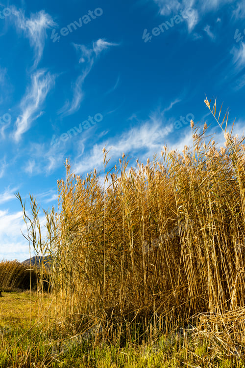 Preview: reed