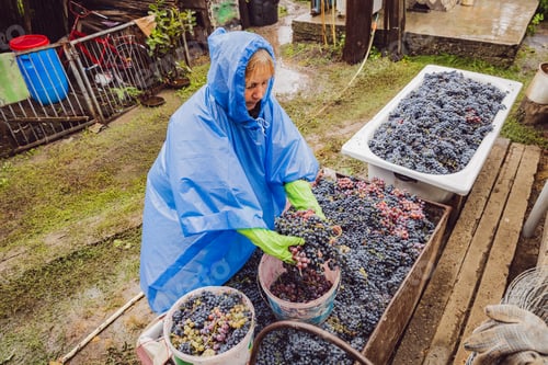 Preview: Portrait of a woman in a blue raincoat filling a bucket with grapes in a backyard