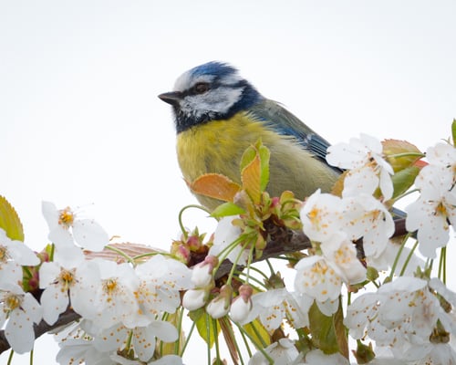 Preview: Blue tit and blossoms