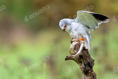 Preview: Bird of prey perched with wings spread.