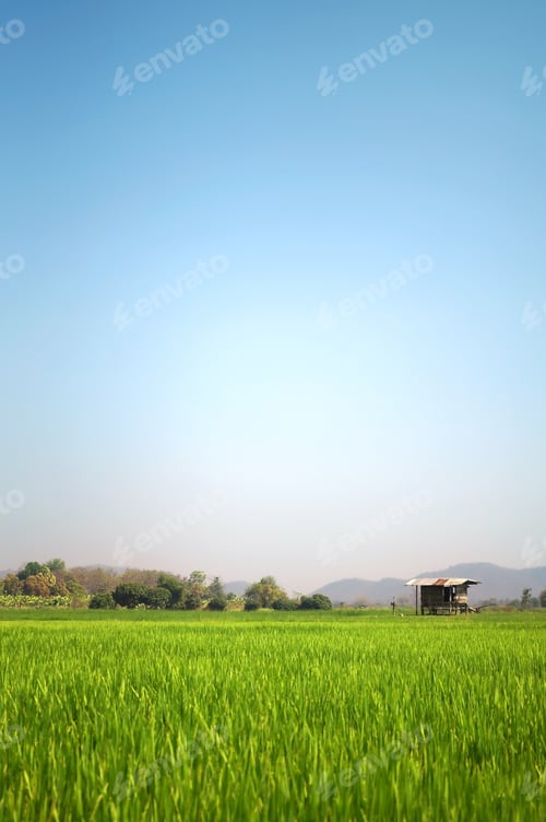 Preview: Paddy Rice Field And Blue Sky