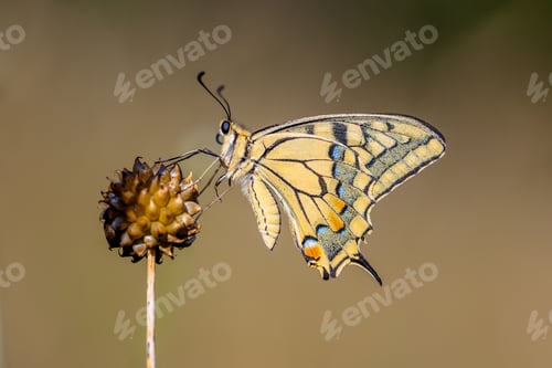 Preview: Swallowtail resting on Allium Plant