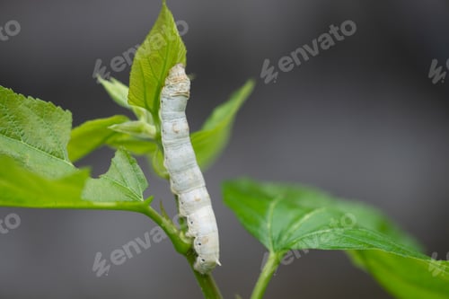 Preview: silkworm