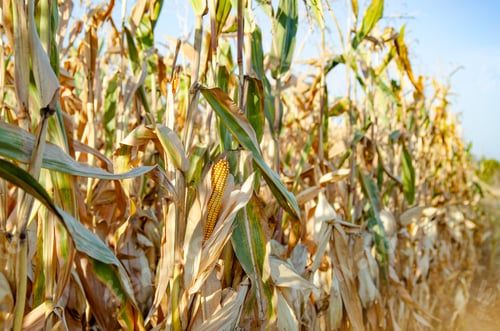 Preview: Maize corn green field summer time under daylight. Agriculture industrial background