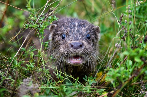 Preview: Lutra in nature habitat. Portrait of water predator