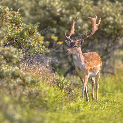 Preview: Fallow deer male with stags in rutting season