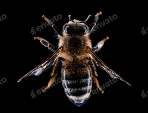 Preview: A macro of the European dark bee on a black background