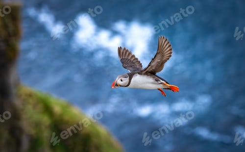 Preview: Atlantic puffin (Fratercula arctica), on the rock on the island of Runde (Norway).