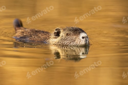 Preview: Nutria looking from water with nose above surface in nature at sunset