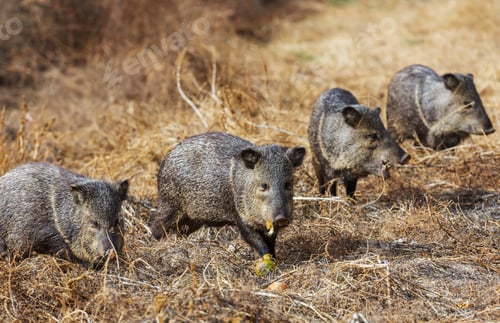 Preview: Wild boar