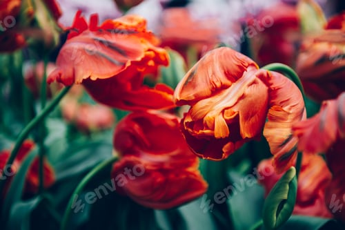Preview: Flowerbeds of blossoming tulips