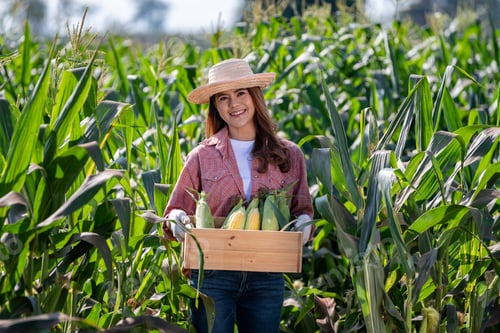 Visualização: agricultora asiática vestindo uma camisa vermelha, chapéu e luvas brancas. Ela está inspecionando produtos agrícolas