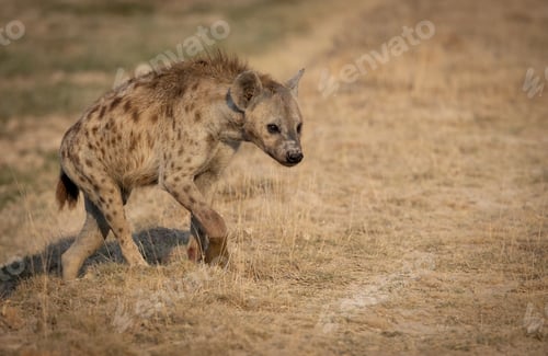 Preview: A Hyena in Africa