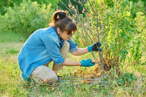 Preview: Woman cuts dry branches on black currant bush with secateurs
